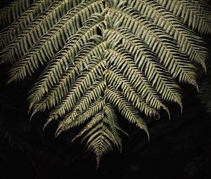 Preview wallpaper fern, branch, leaf, macro