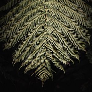 Preview wallpaper fern, branch, leaf, macro