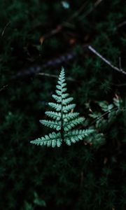 Preview wallpaper fern, branch, leaf, green, focus