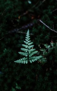 Preview wallpaper fern, branch, leaf, green, focus