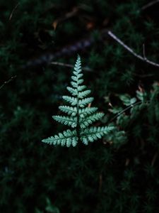 Preview wallpaper fern, branch, leaf, green, focus