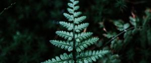 Preview wallpaper fern, branch, leaf, green, focus