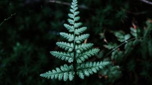 Preview wallpaper fern, branch, leaf, green, focus