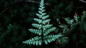 Preview wallpaper fern, branch, leaf, green, focus