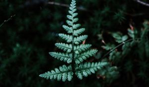 Preview wallpaper fern, branch, leaf, green, focus