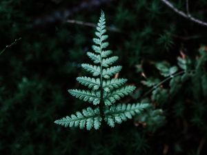Preview wallpaper fern, branch, leaf, green, focus