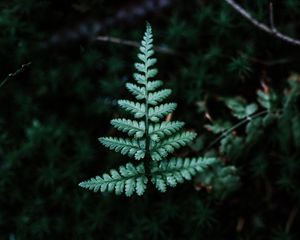 Preview wallpaper fern, branch, leaf, green, focus
