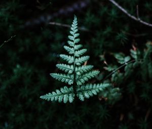 Preview wallpaper fern, branch, leaf, green, focus