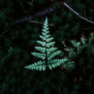 Preview wallpaper fern, branch, leaf, green, focus