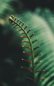 Preview wallpaper fern, branch, leaves, tropical, plant