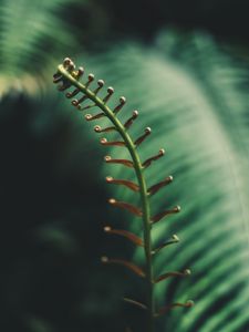 Preview wallpaper fern, branch, leaves, tropical, plant