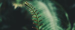Preview wallpaper fern, branch, leaves, tropical, plant