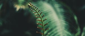 Preview wallpaper fern, branch, leaves, tropical, plant