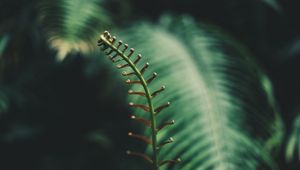 Preview wallpaper fern, branch, leaves, tropical, plant