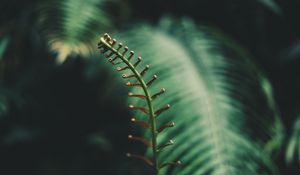 Preview wallpaper fern, branch, leaves, tropical, plant