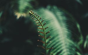 Preview wallpaper fern, branch, leaves, tropical, plant