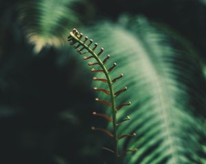 Preview wallpaper fern, branch, leaves, tropical, plant