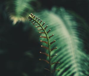 Preview wallpaper fern, branch, leaves, tropical, plant