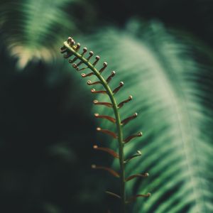 Preview wallpaper fern, branch, leaves, tropical, plant