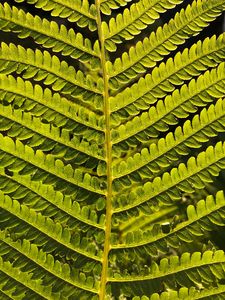 Preview wallpaper fern, branch, leaves, green, plant