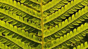 Preview wallpaper fern, branch, leaves, green, plant