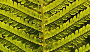 Preview wallpaper fern, branch, leaves, green, plant