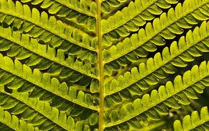 Preview wallpaper fern, branch, leaves, green, plant