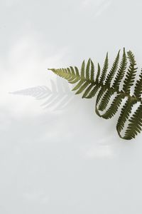 Preview wallpaper fern, branch, leaves, plant, green