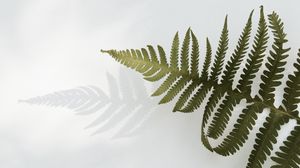 Preview wallpaper fern, branch, leaves, plant, green