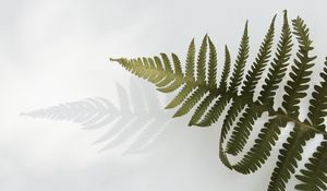 Preview wallpaper fern, branch, leaves, plant, green