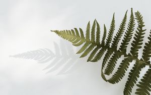 Preview wallpaper fern, branch, leaves, plant, green