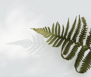 Preview wallpaper fern, branch, leaves, plant, green