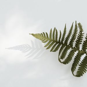 Preview wallpaper fern, branch, leaves, plant, green