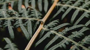 Preview wallpaper fern, branch, leaves, plant, macro