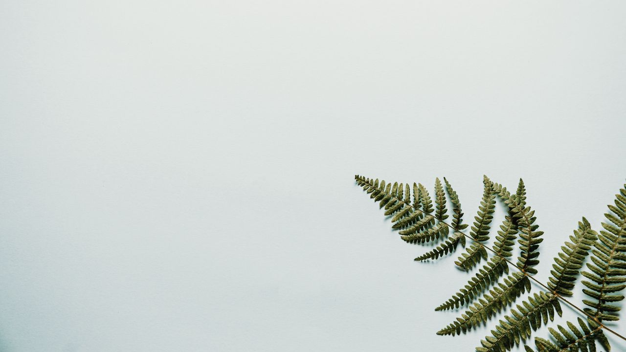 Wallpaper fern, branch, leaves, white