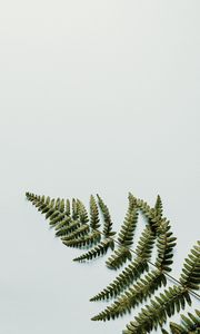 Preview wallpaper fern, branch, leaves, white