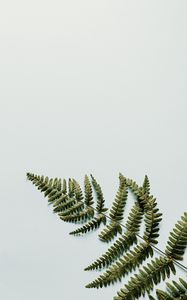 Preview wallpaper fern, branch, leaves, white