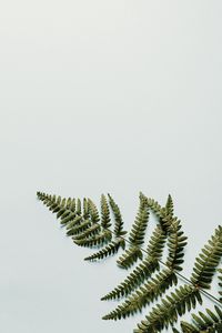 Preview wallpaper fern, branch, leaves, white