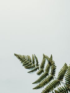 Preview wallpaper fern, branch, leaves, white