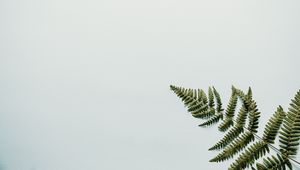 Preview wallpaper fern, branch, leaves, white