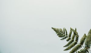 Preview wallpaper fern, branch, leaves, white