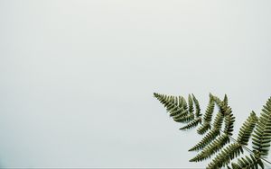 Preview wallpaper fern, branch, leaves, white