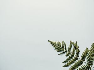 Preview wallpaper fern, branch, leaves, white