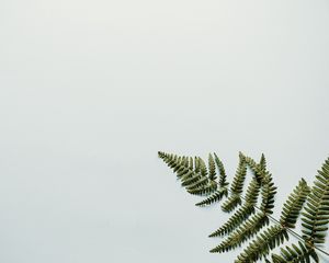 Preview wallpaper fern, branch, leaves, white