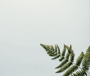 Preview wallpaper fern, branch, leaves, white