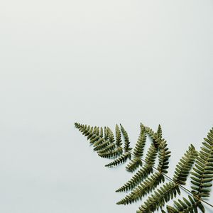 Preview wallpaper fern, branch, leaves, white