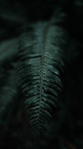 Preview wallpaper fern, branch, leaves, dark