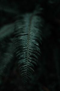 Preview wallpaper fern, branch, leaves, dark