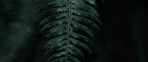 Preview wallpaper fern, branch, leaves, dark