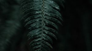 Preview wallpaper fern, branch, leaves, dark